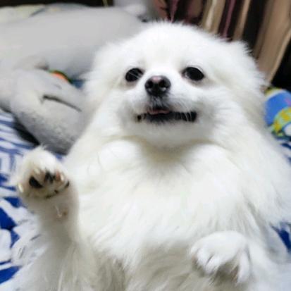 羽天