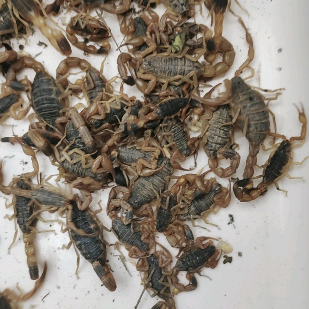 户  外  🇨🇳  蝎子