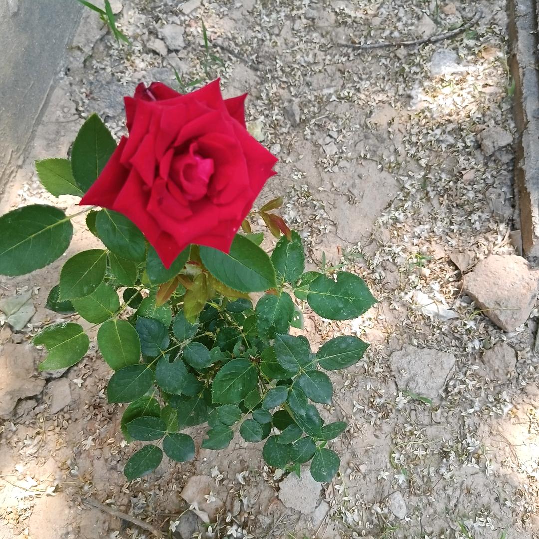 两个美女的宝妈