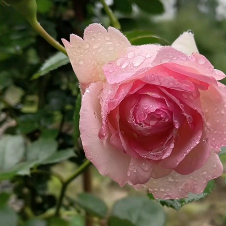 四川丫头在江西