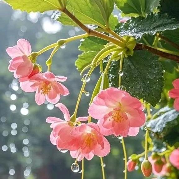 夏莫之星