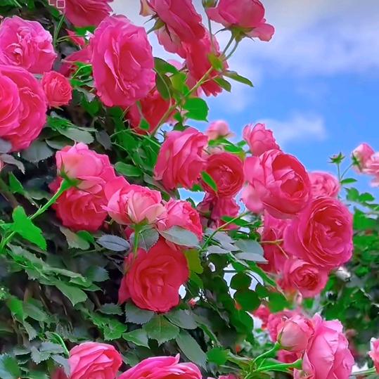 ༊ღ᭄💞心ღ᭄ꦿ锁ﻬ࿐ﻬ💞