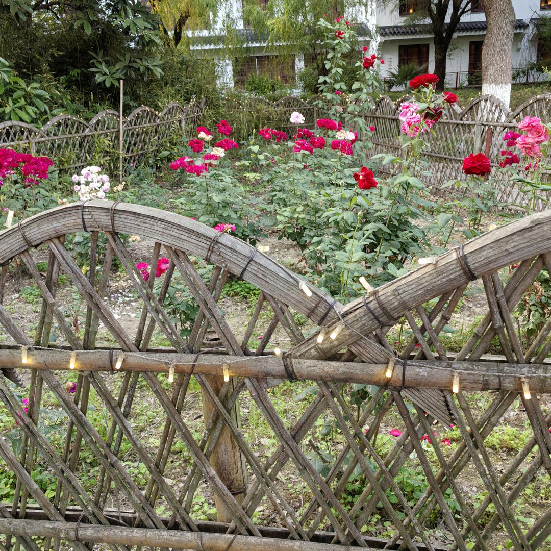 鲜花草莓园
