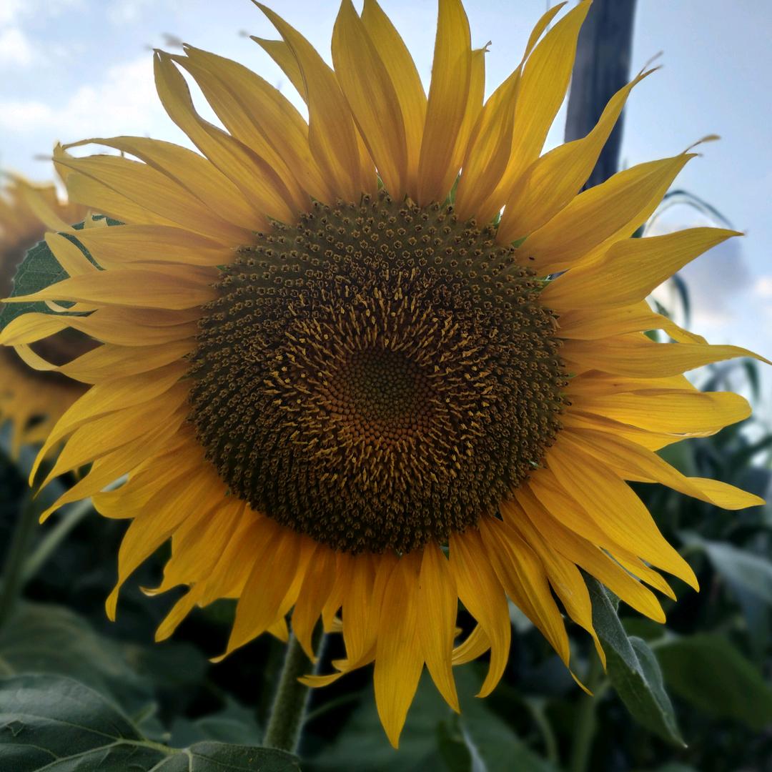 ☘️☘️Xiuxiu🌻🌻69