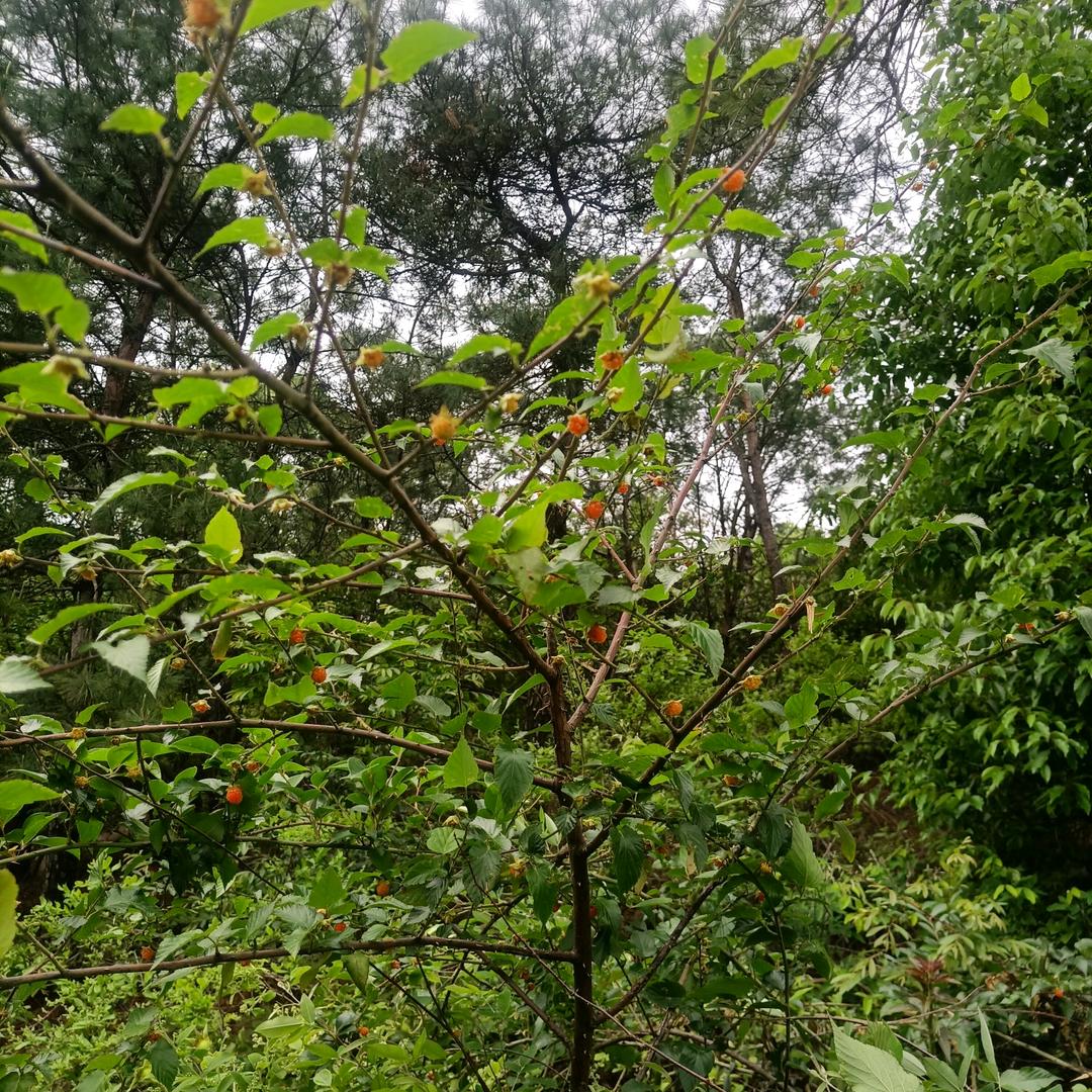 小狗尾巴草