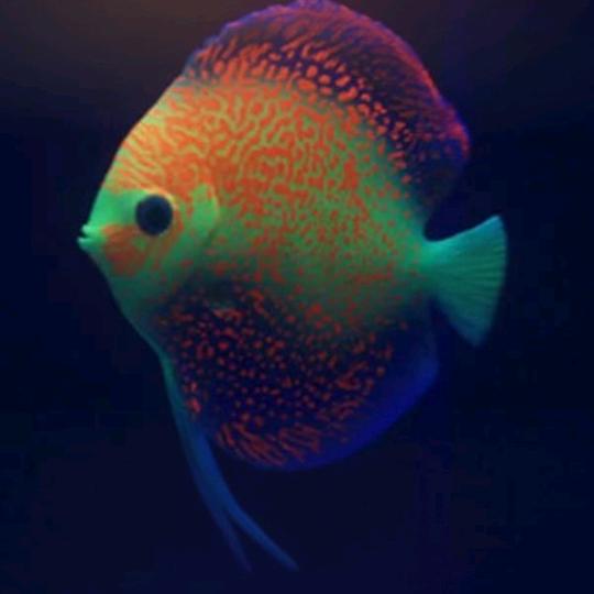 七彩神仙鱼优选