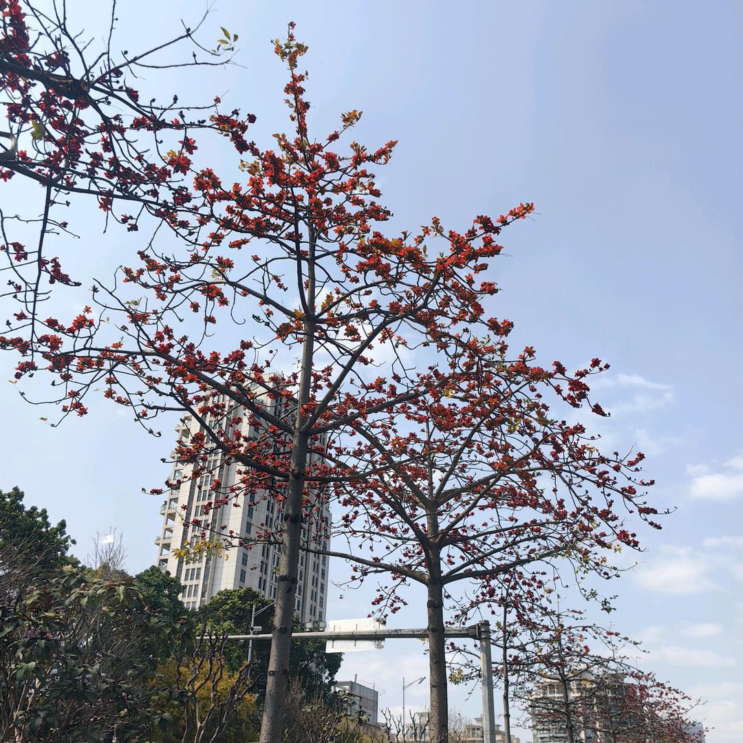 爱喝奶茶不加糖