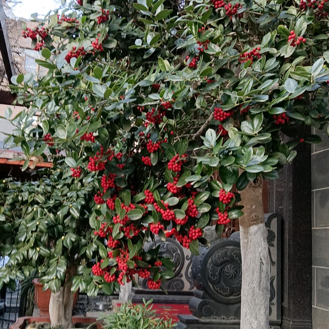 花梦晓铺