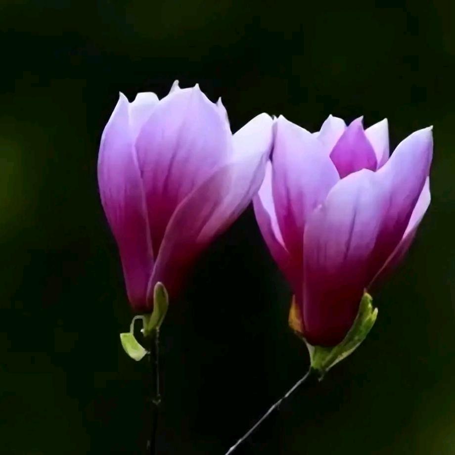 人淡如菊