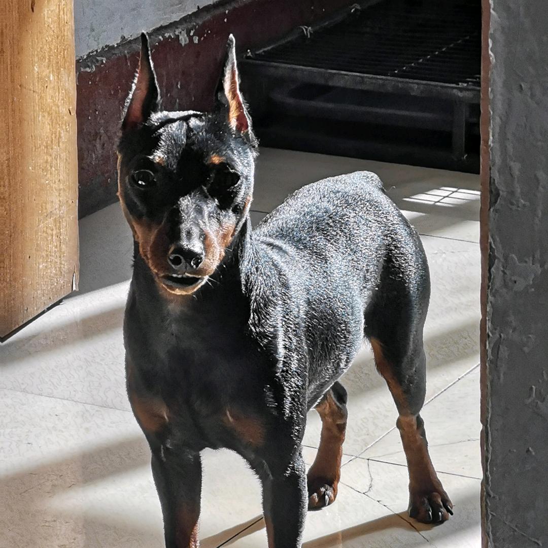 蜜环菌枝条、天麻菌材