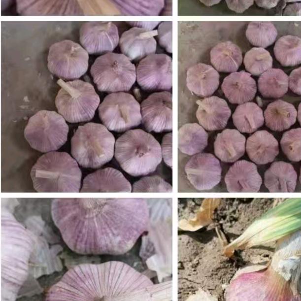 杞县农产品大蒜辣椒贸易商行