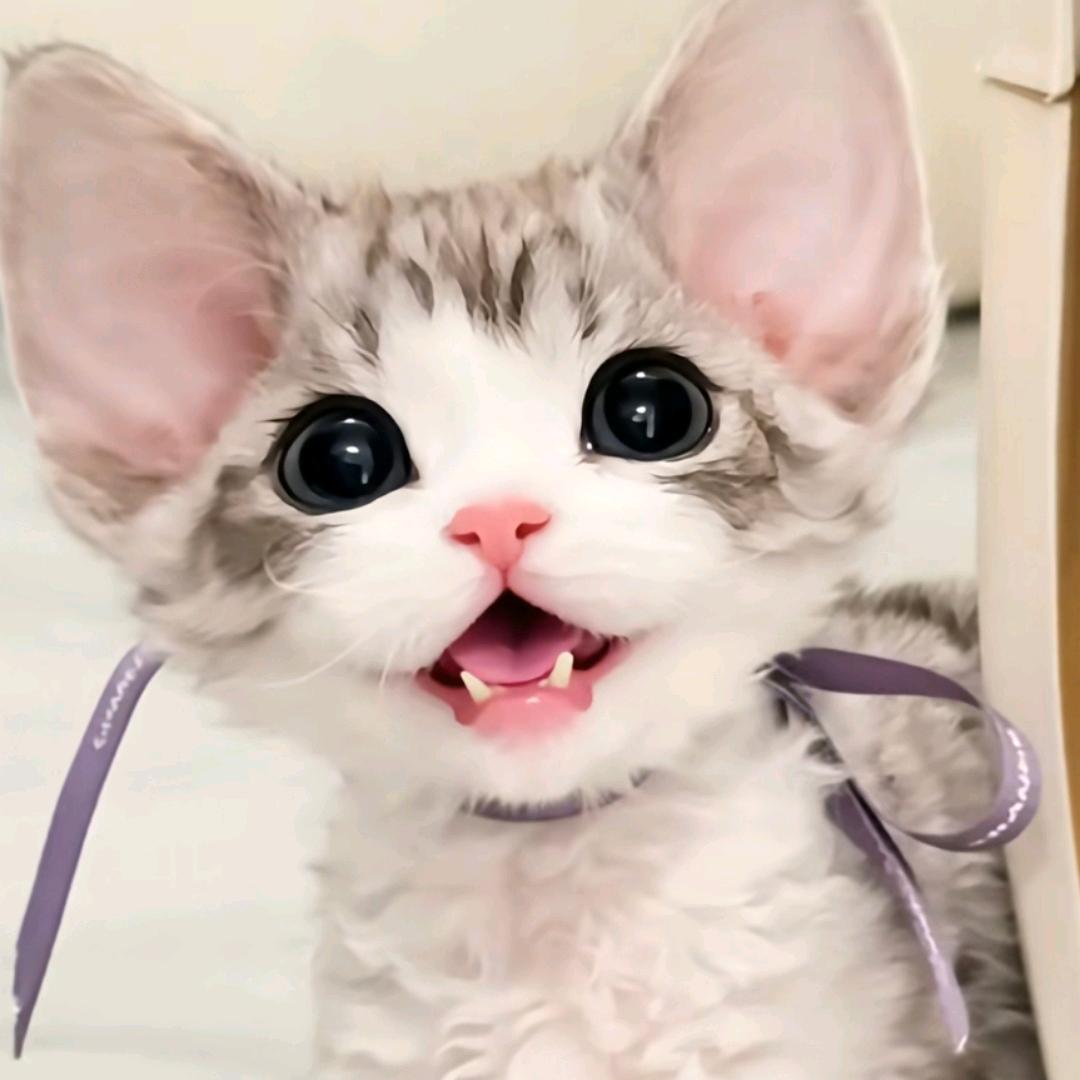 三岁猫舍！