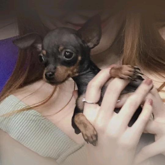 夏夏的小鹿犬