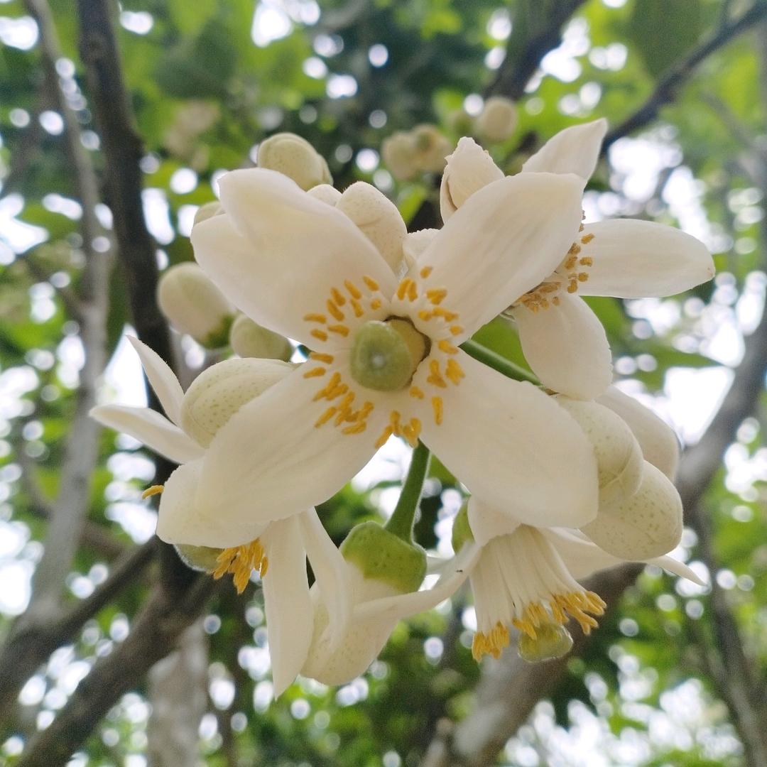 🍋小柠檬