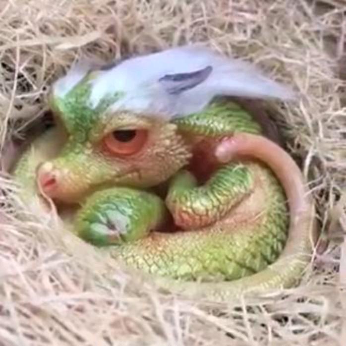 打他