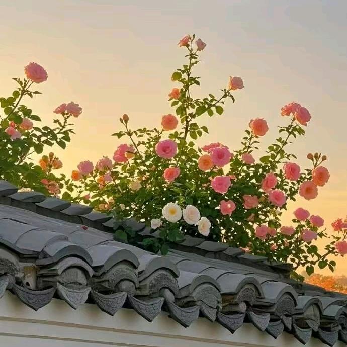 桂芳爱美食