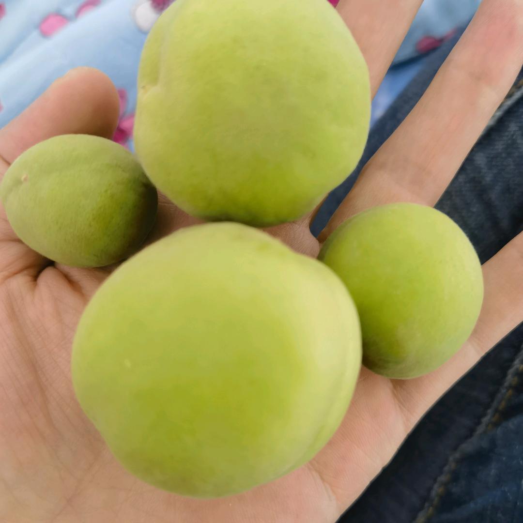 青海杨杨