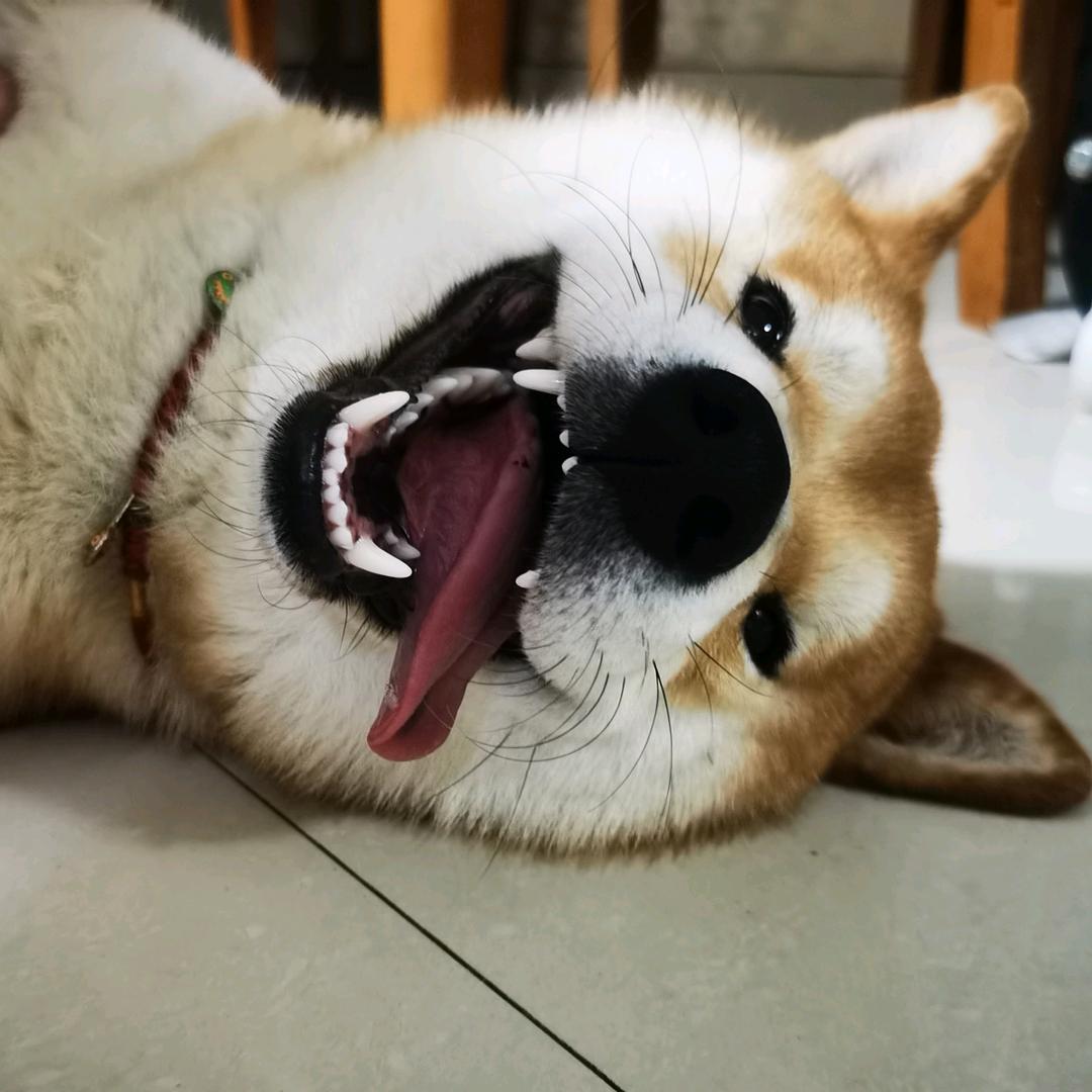 鼓捣猫
