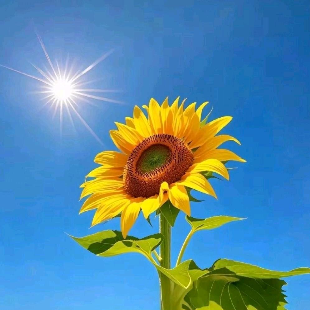 🐒向阳而生🐒