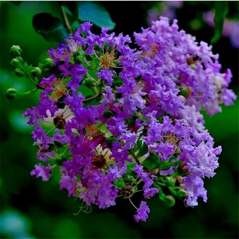 沭阳县花尔芳园艺精品店