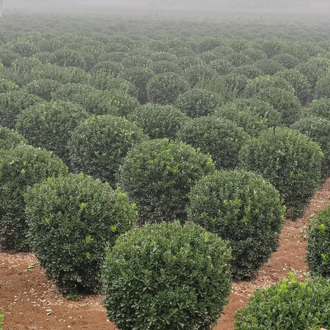 大叶黄杨球苗圃