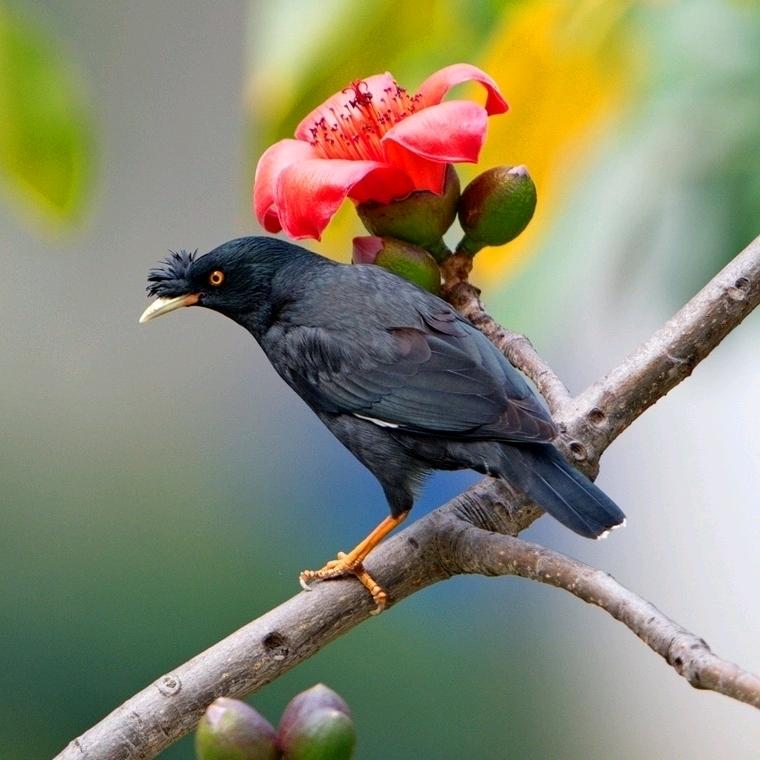 精养八哥宠物园（3）