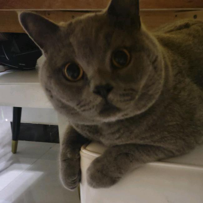 不挑食的条子呀