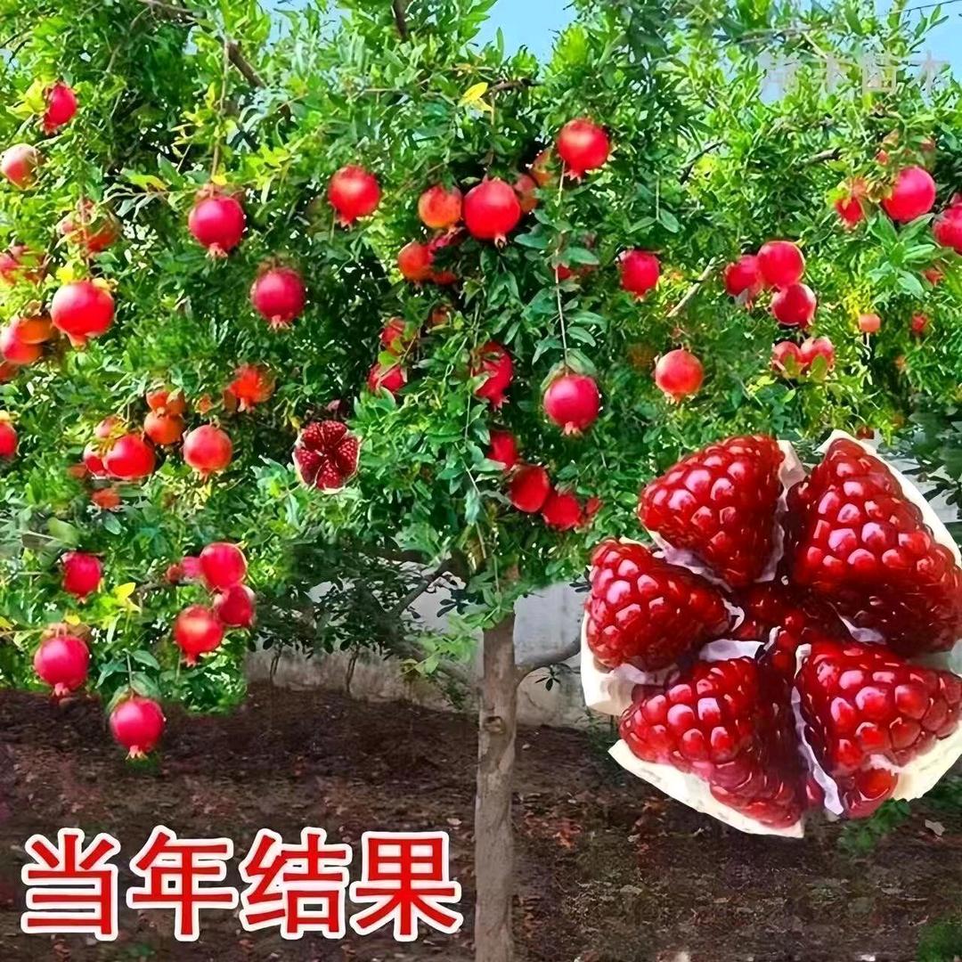 孔春红果树苗木专营店