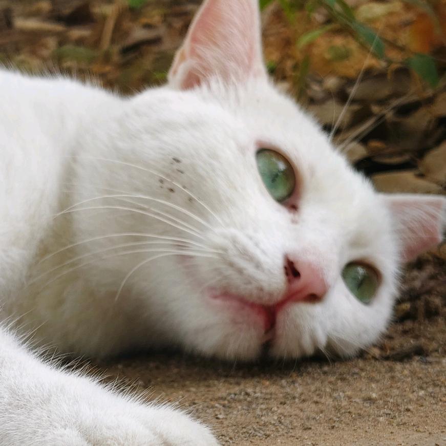 小金猫分身