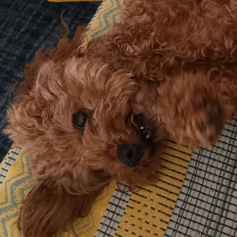 小猫爱吃空心鱼