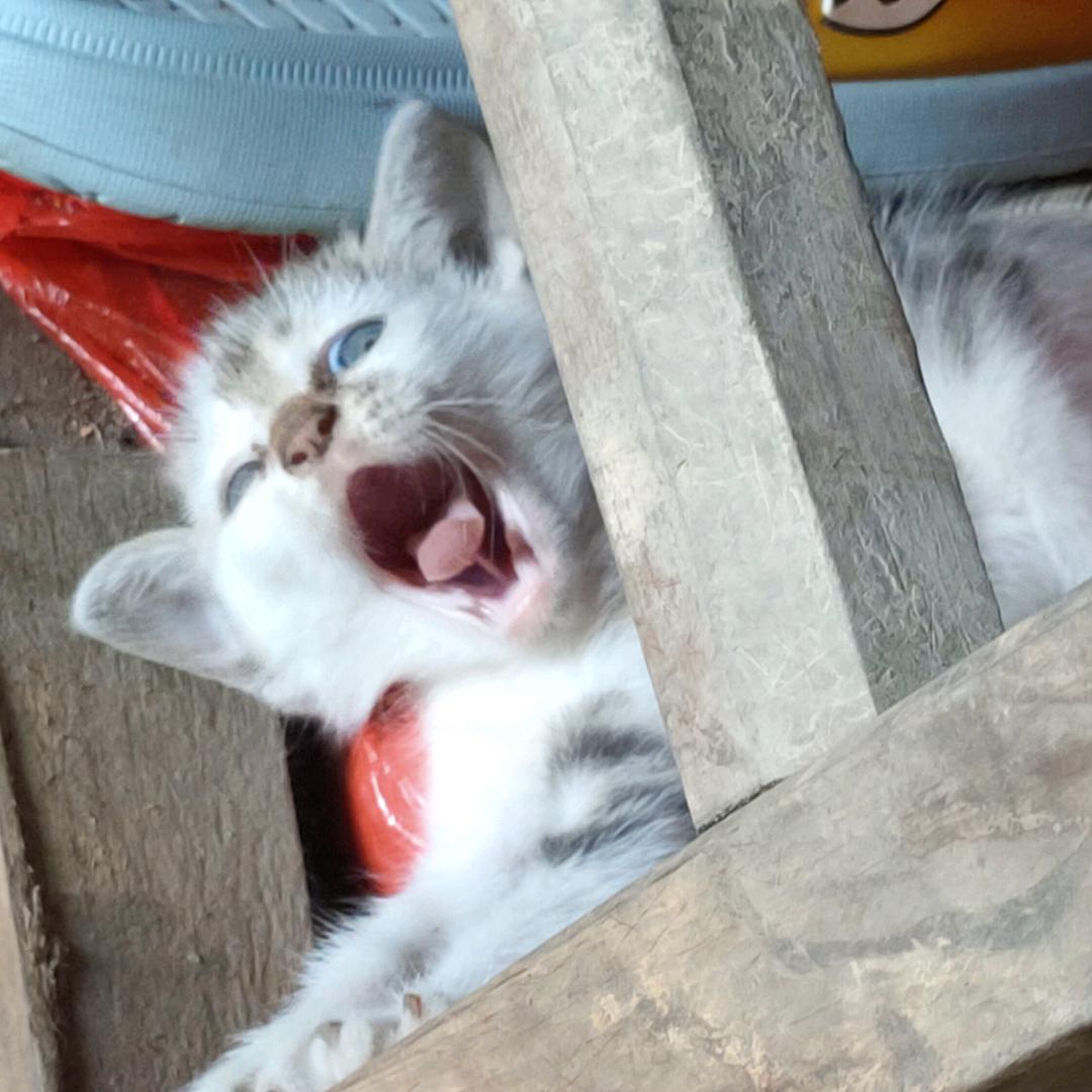 一叶知秋
