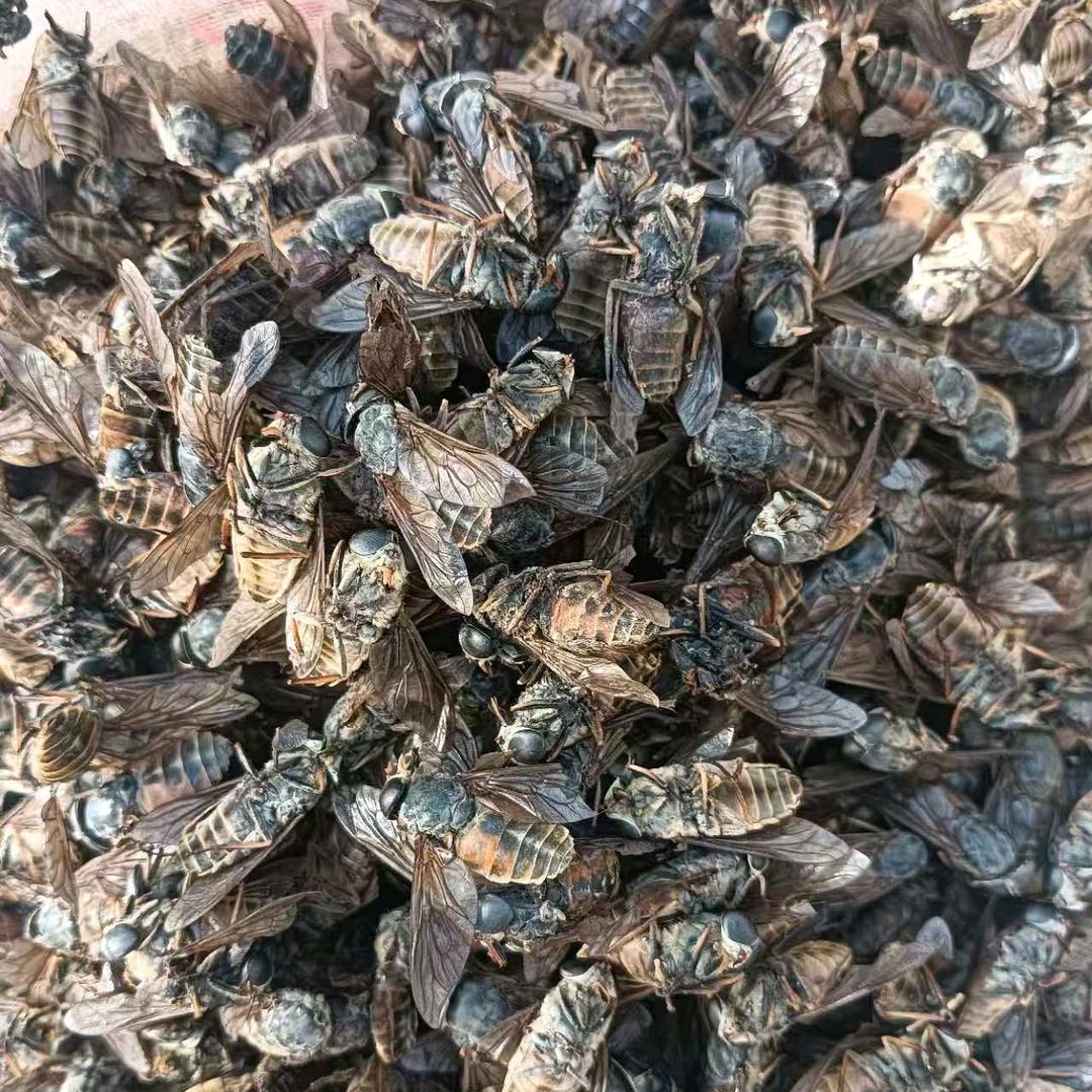 全国牛虻虫产地购销