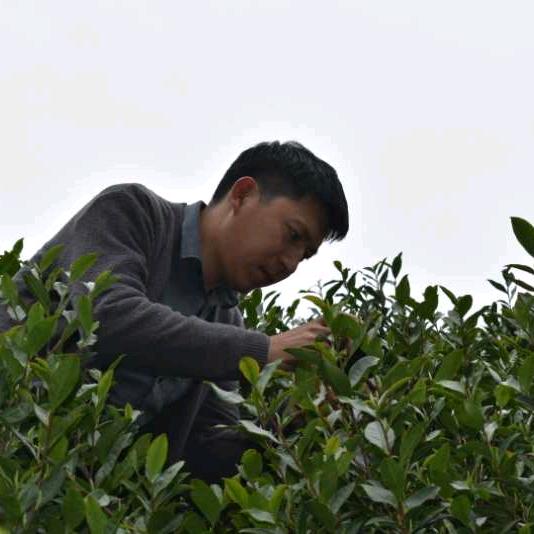 波波私房茶