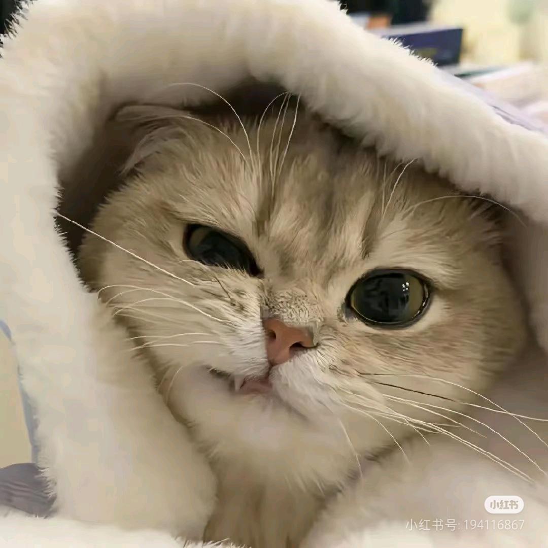 糕冷kt修猫.（🌸🌙）