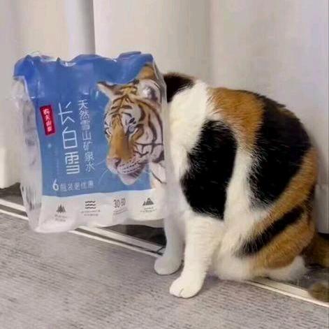大卫戴