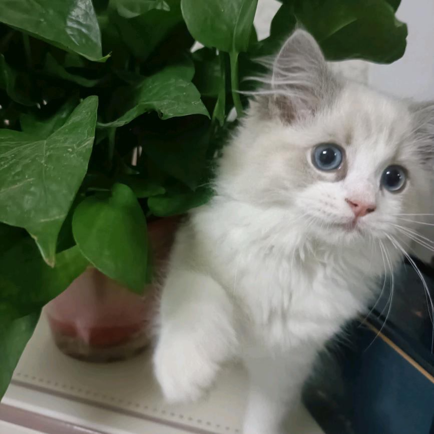 小多宝