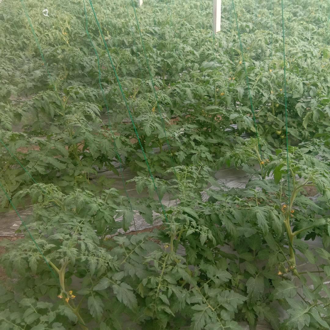 王凯爸爸