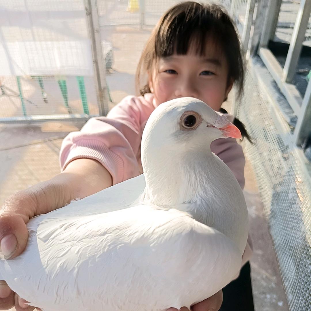 赛鸽小玩家