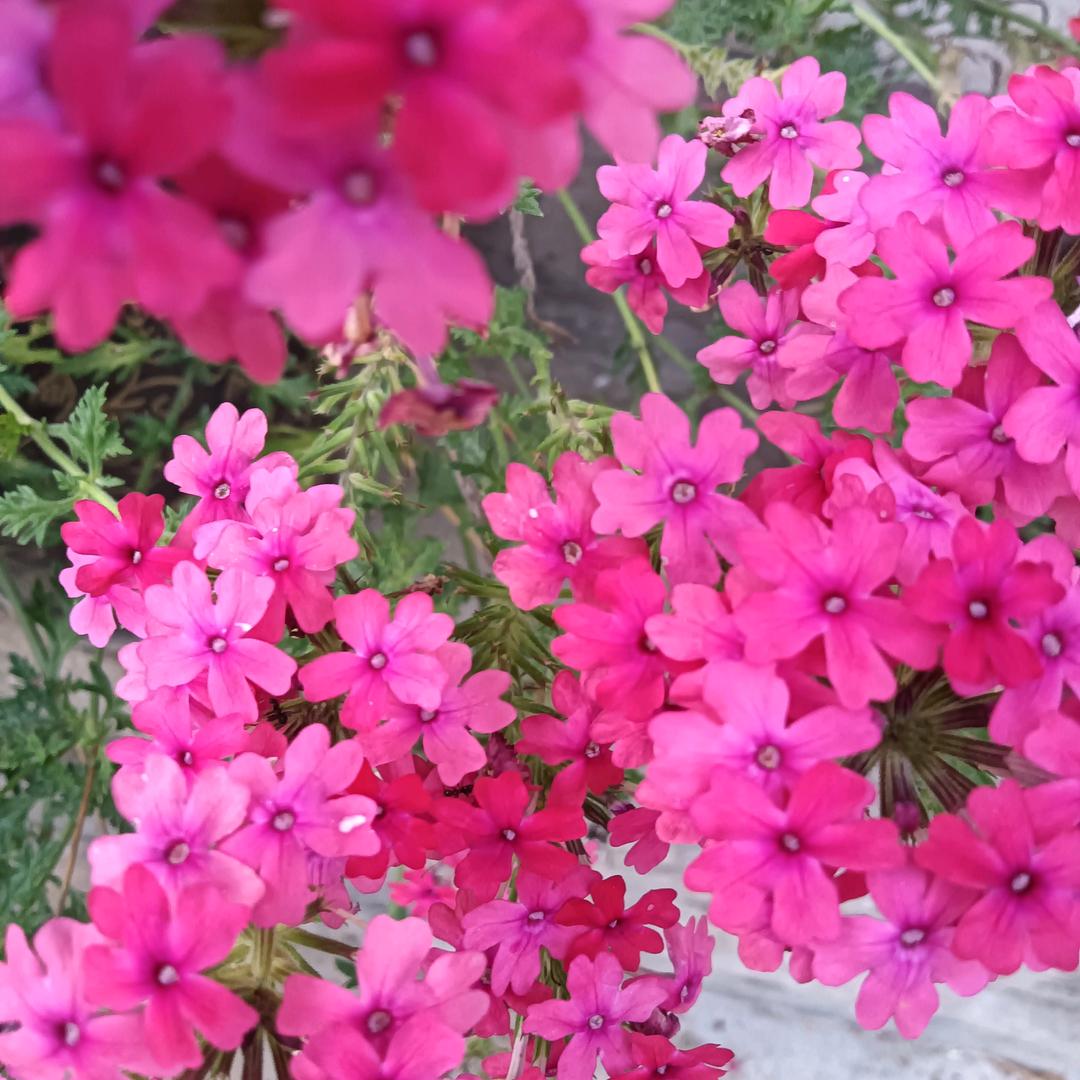 开心玫瑰🌹