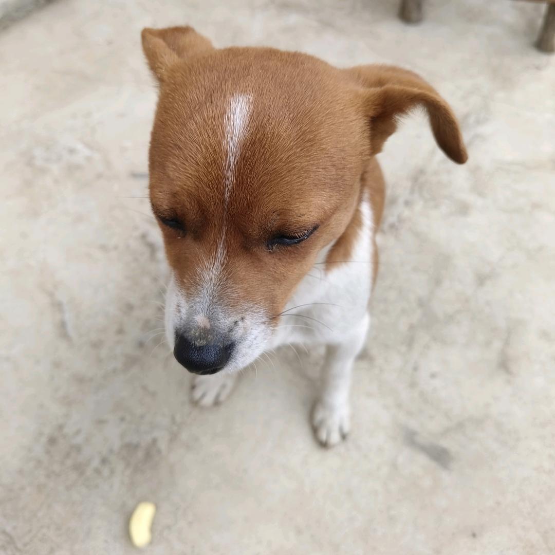 橘子汽水