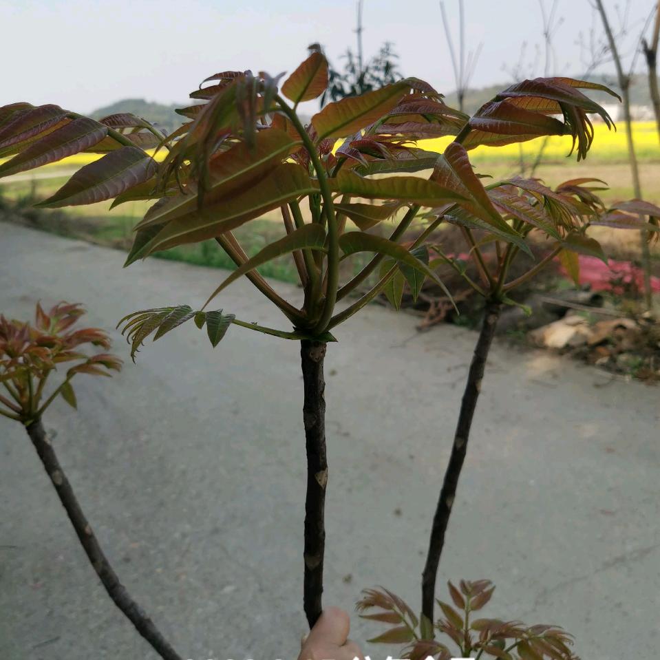 🌈五哥：🇨🇳