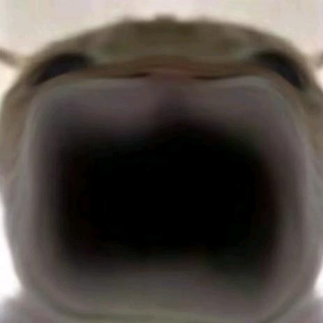 周八