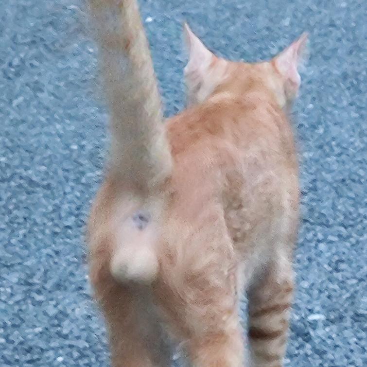 痴线蜘蛛