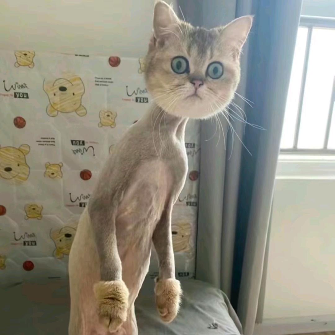 小咪咕