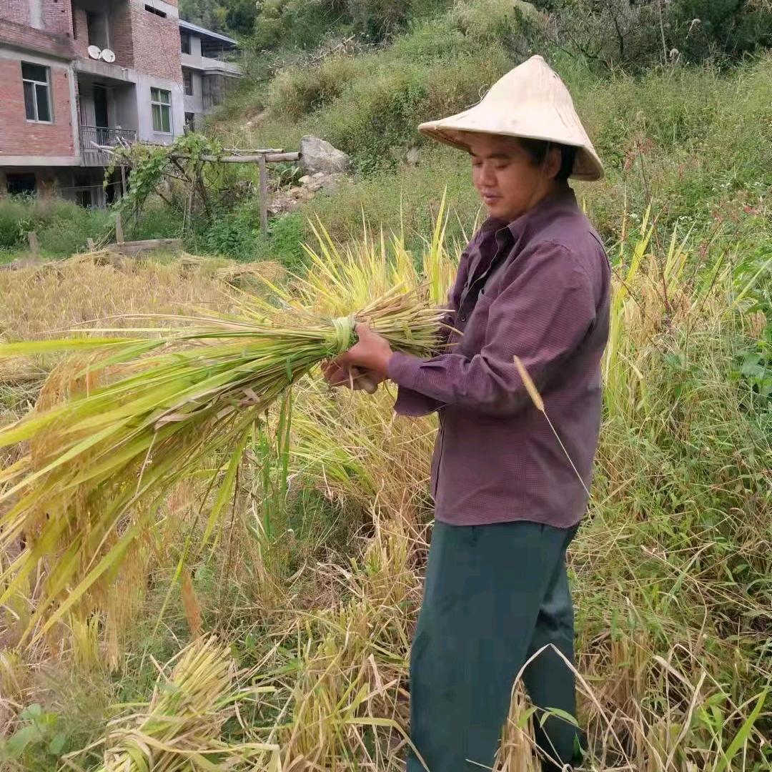农业植保小帮手