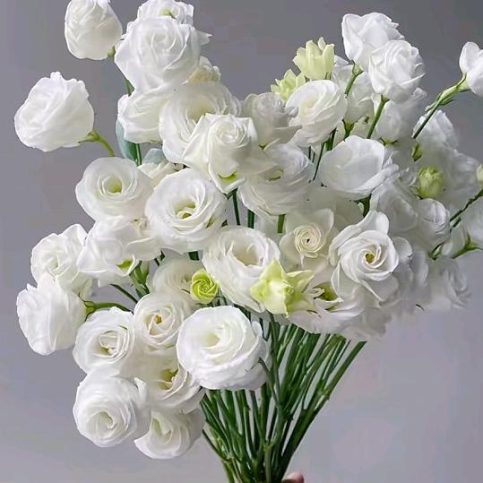 李的花（鲜花批发）