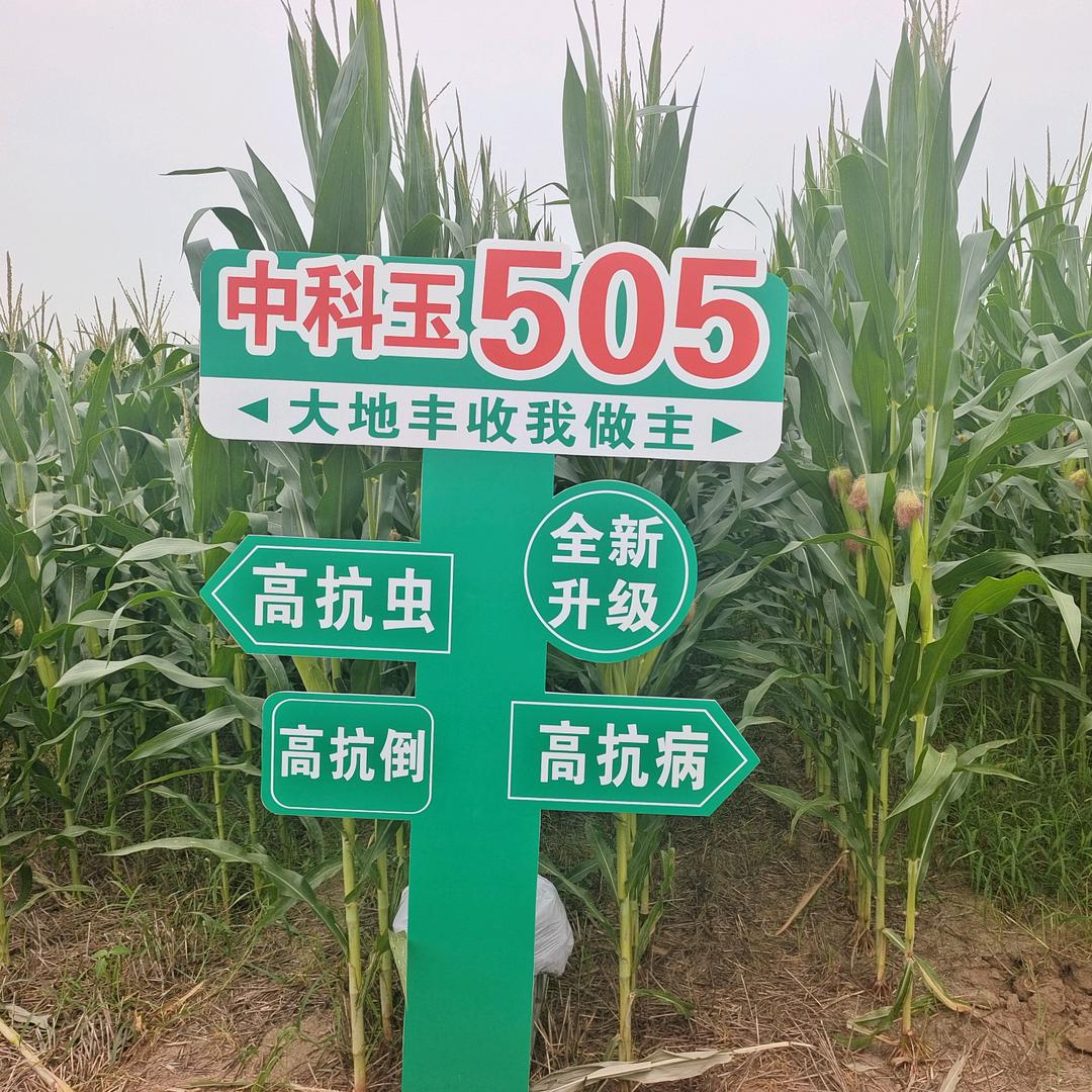 中科华泰玉米粒