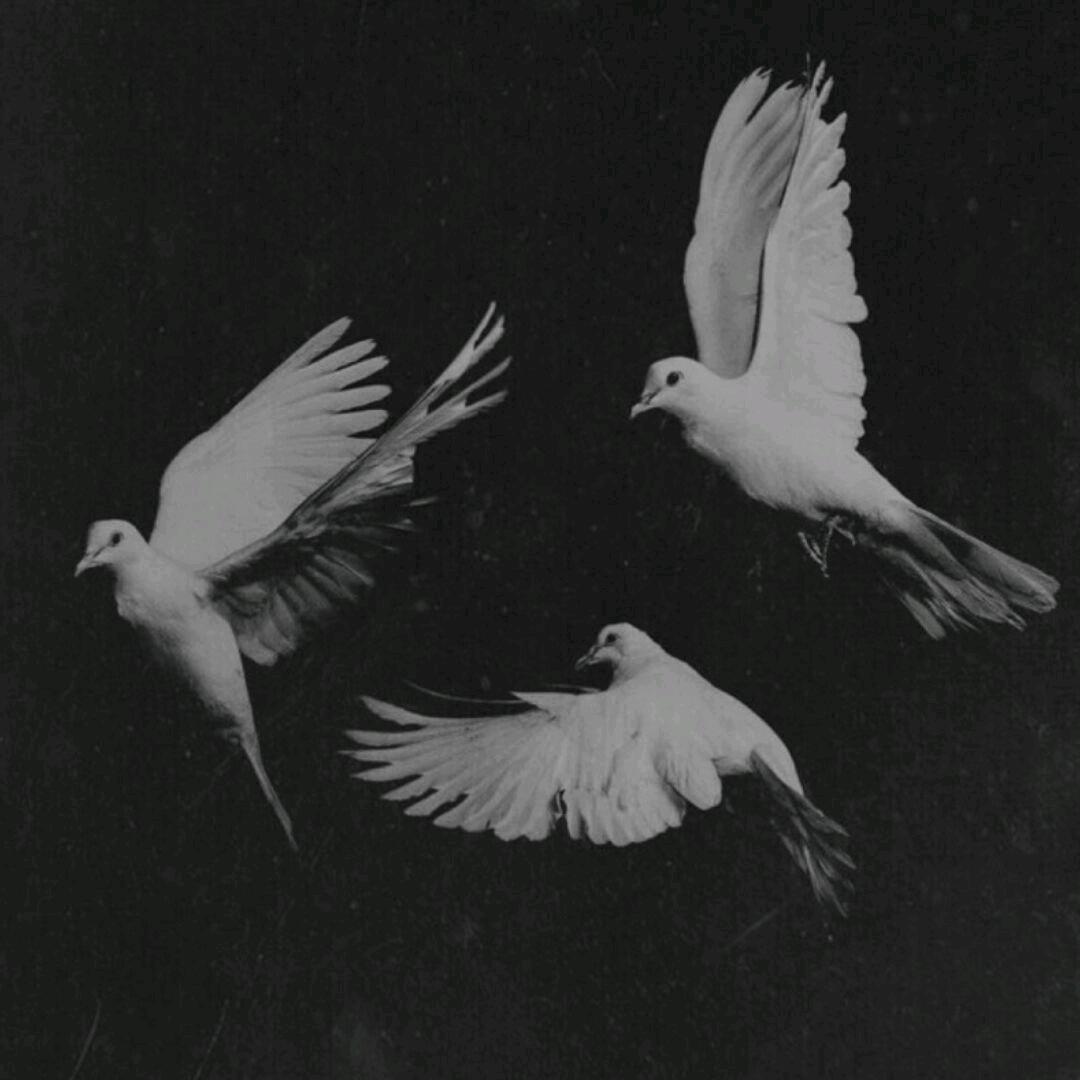 教堂冥想的蓝环章鱼