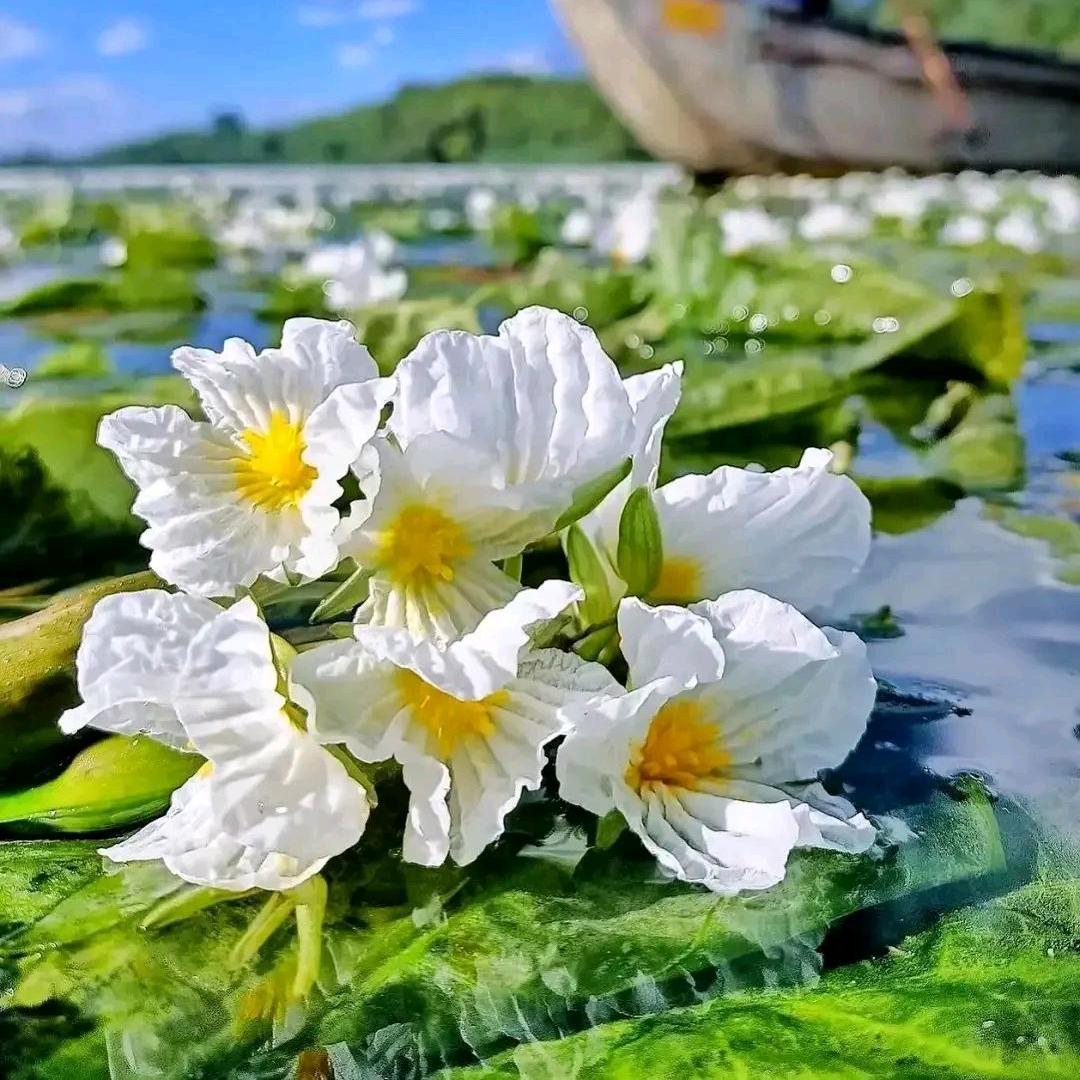 💐花香(≧▽≦)