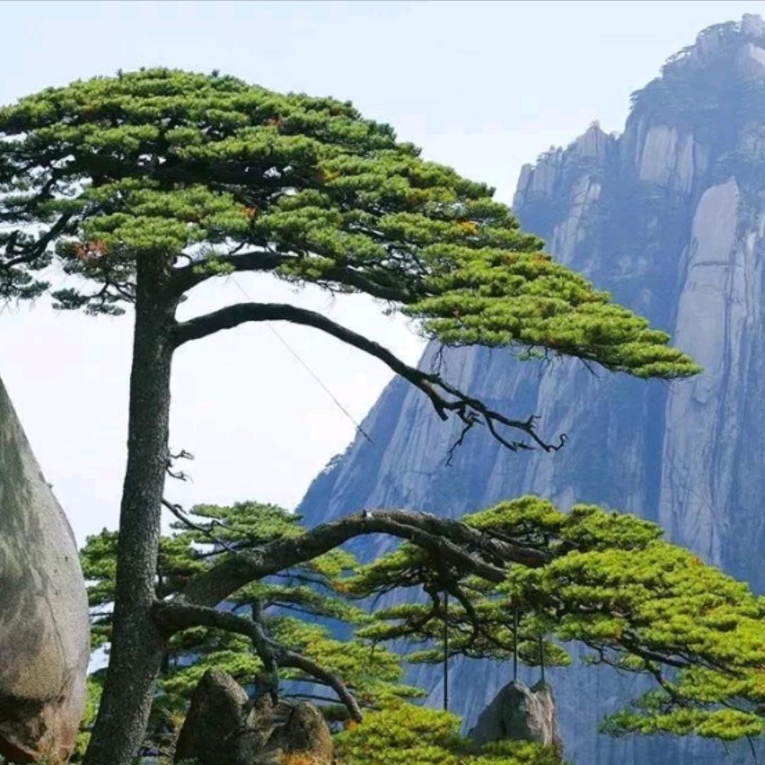松风赞